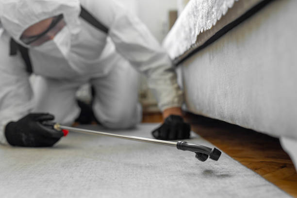 Professional Ant Control technician working in Rockingham County County, NC